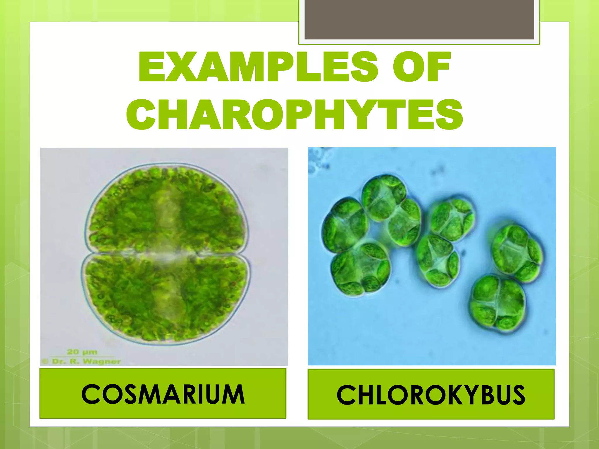 EXAMPLES OF
CHAROPHYTES
COSMARIUM CHLOROKYBUS
 