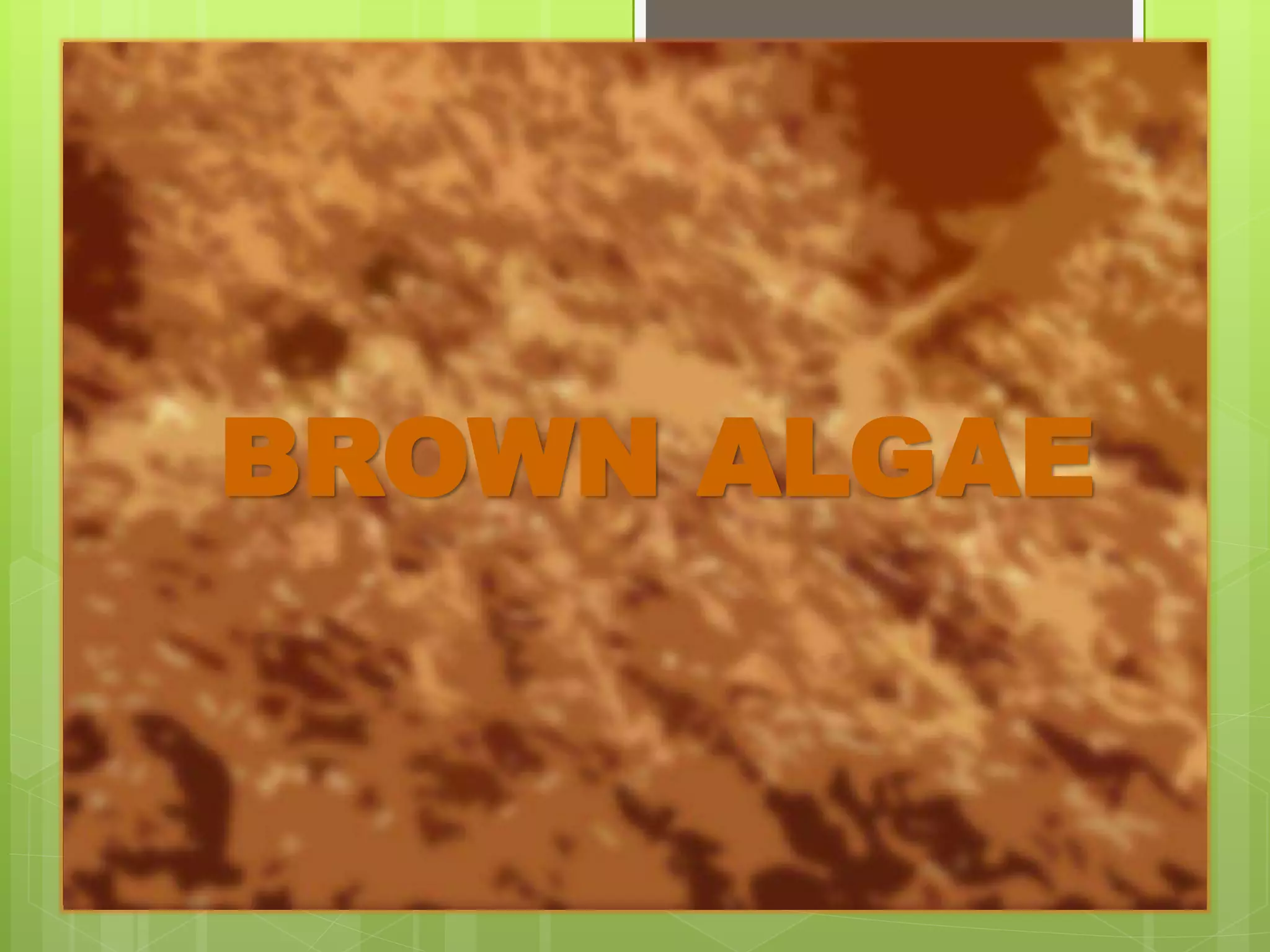BROWN ALGAE
 