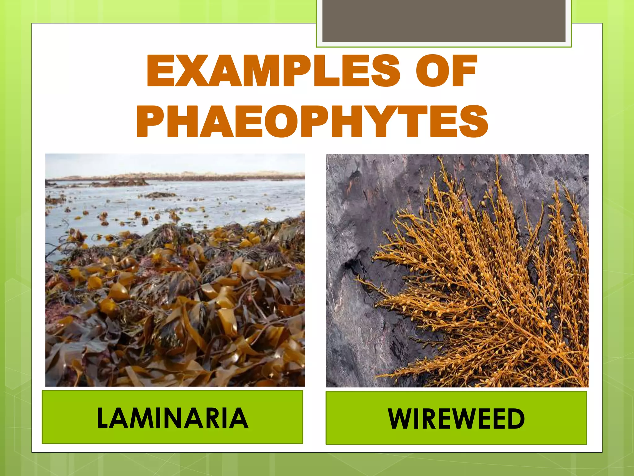 EXAMPLES OF
PHAEOPHYTES
LAMINARIA WIREWEED
 