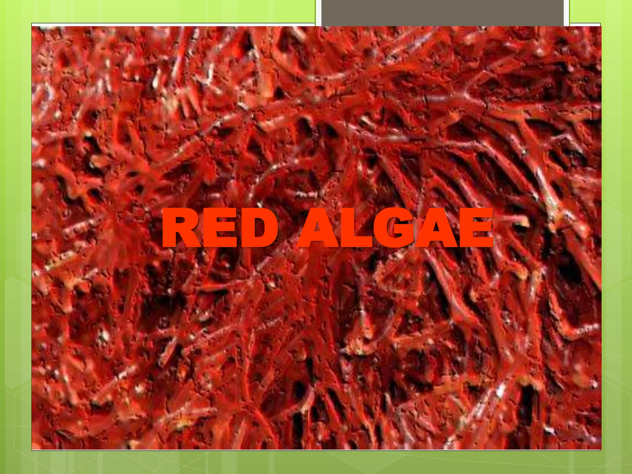 RED ALGAE
 