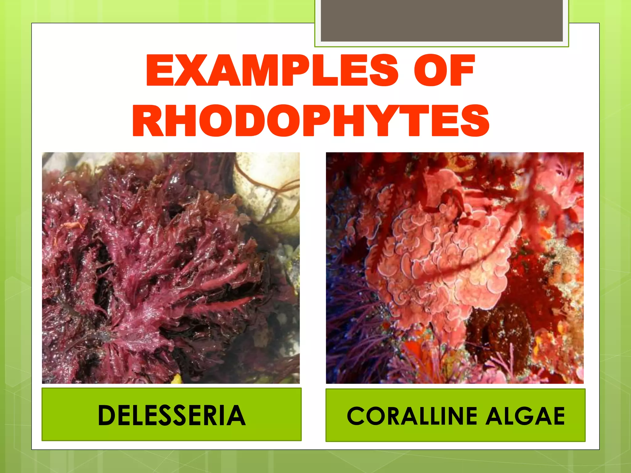 EXAMPLES OF
RHODOPHYTES
DELESSERIA CORALLINE ALGAE
 