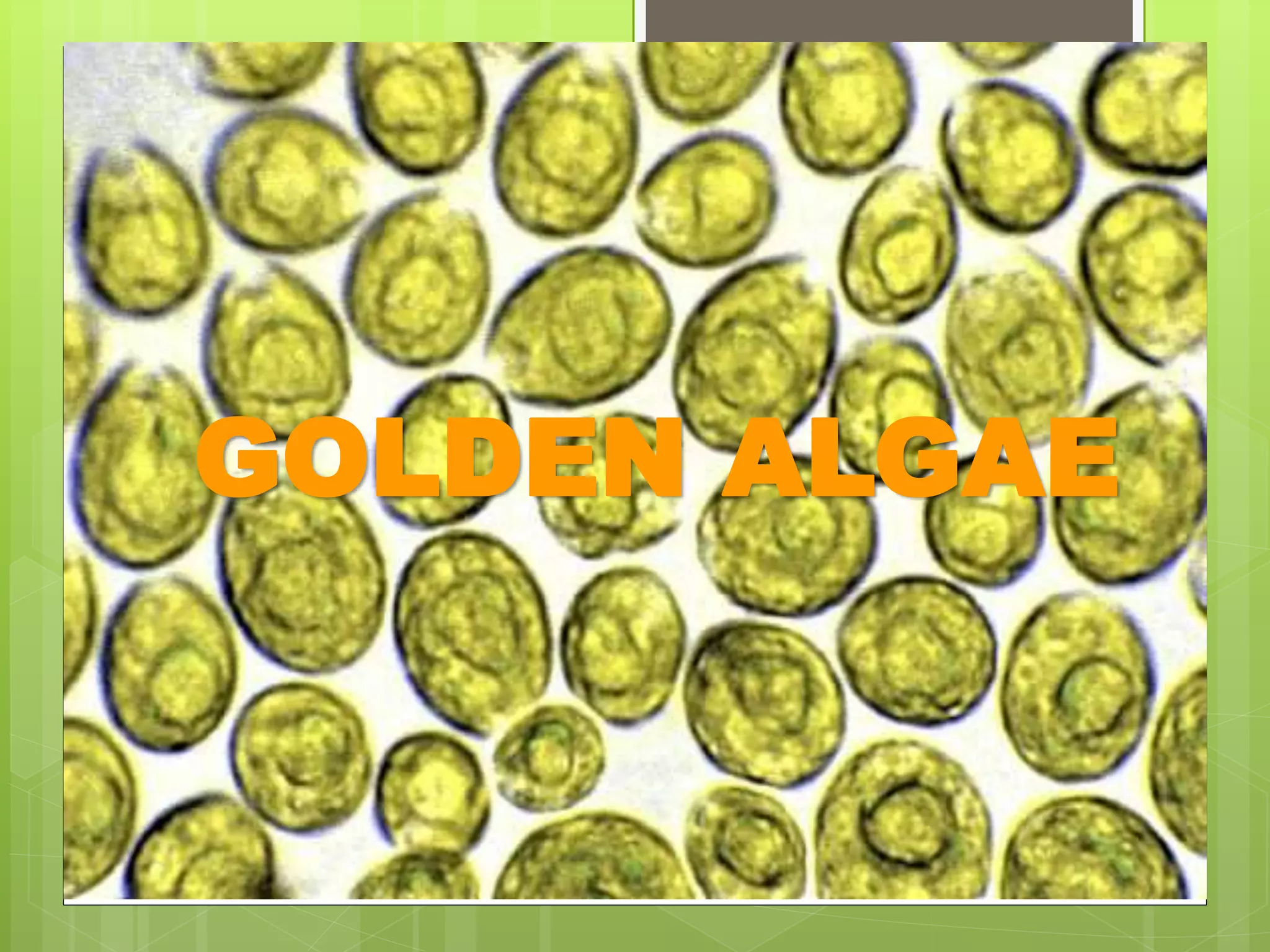 GOLDEN ALGAE
 