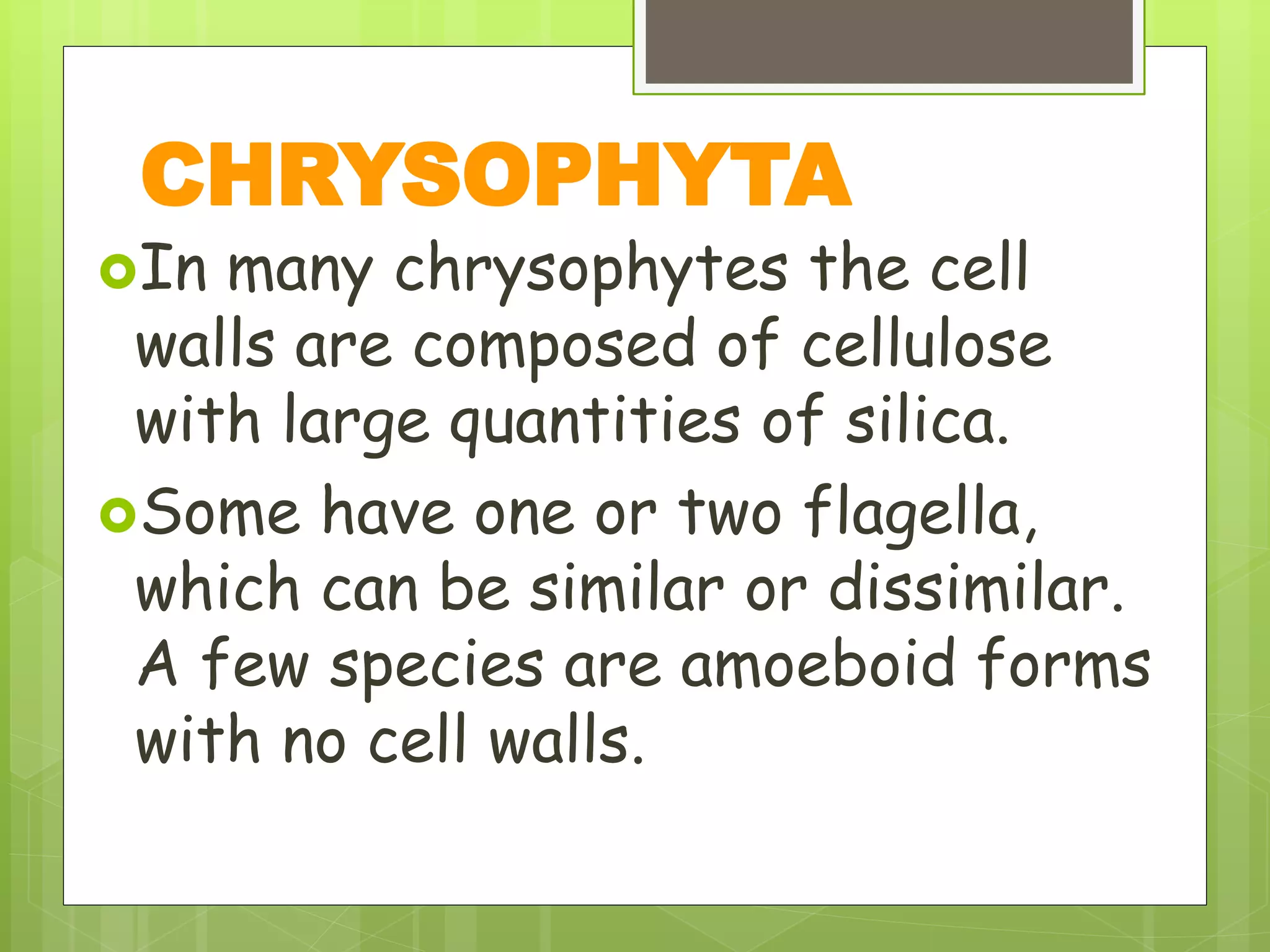 In many chrysophytes the cell
walls are composed of cellulose
with large quantities of silica.
Some have one or two flagella,
which can be similar or dissimilar.
A few species are amoeboid forms
with no cell walls.
CHRYSOPHYTA
 