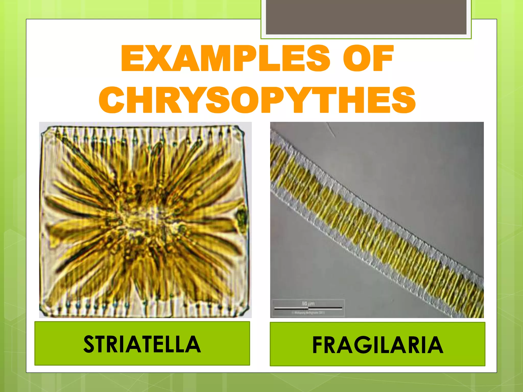 EXAMPLES OF
CHRYSOPYTHES
STRIATELLA FRAGILARIA
 