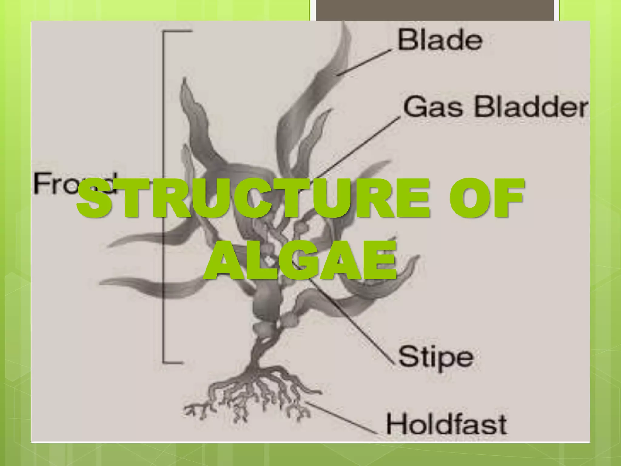 STRUCTURE OF
ALGAE
 