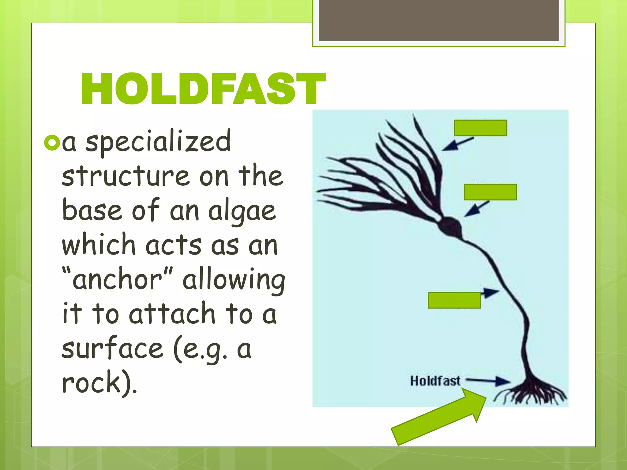 HOLDFAST
a specialized
structure on the
base of an algae
which acts as an
“anchor” allowing
it to attach to a
surface (e.g. a
rock).
 