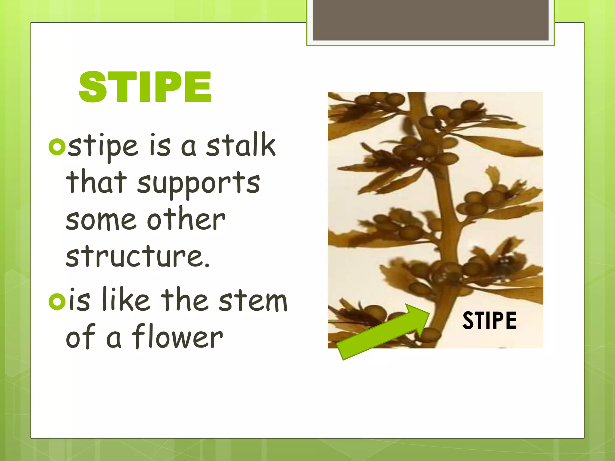 stipe is a stalk
that supports
some other
structure.
is like the stem
of a flower
STIPE
STIPE
 
