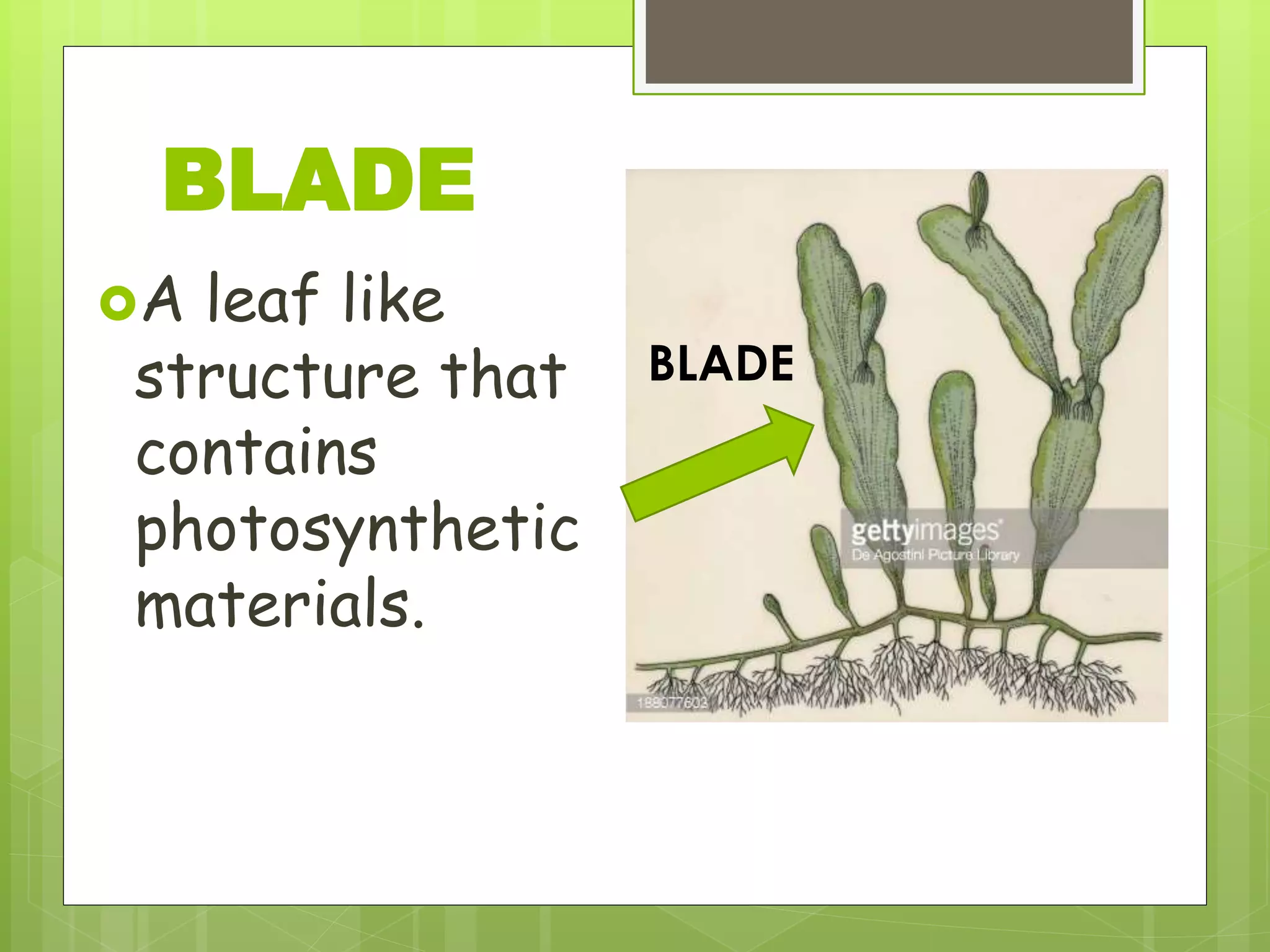 A leaf like
structure that
contains
photosynthetic
materials.
BLADE
BLADE
 