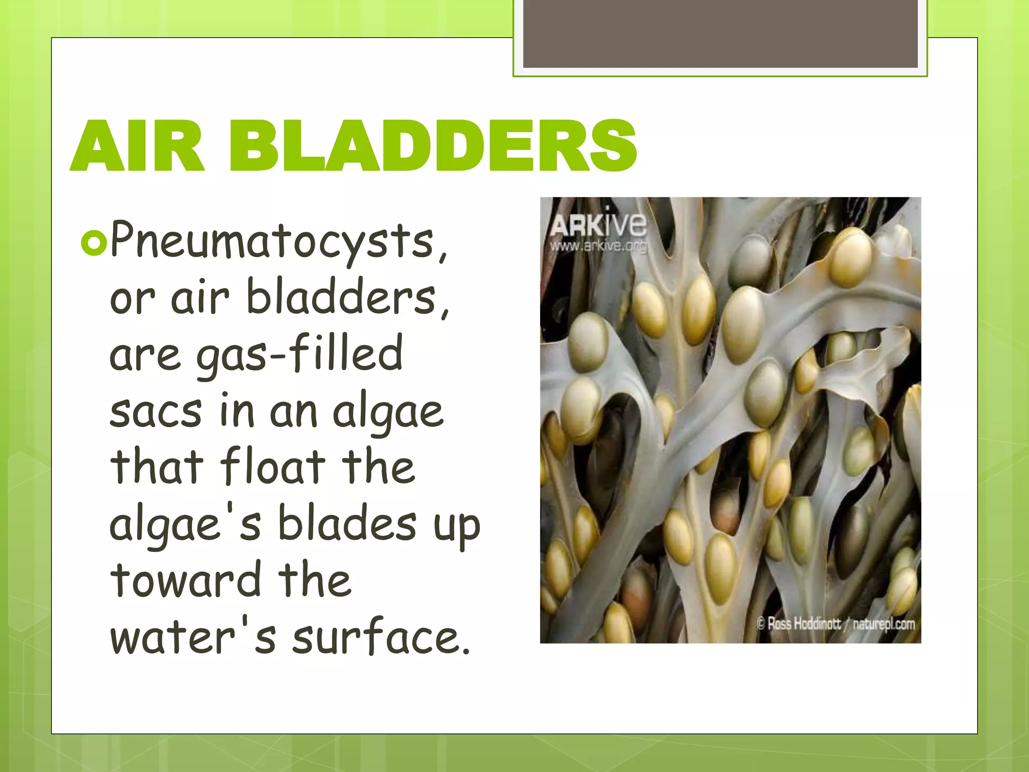 Pneumatocysts,
or air bladders,
are gas-filled
sacs in an algae
that float the
algae's blades up
toward the
water's surface.
AIR BLADDERS
 