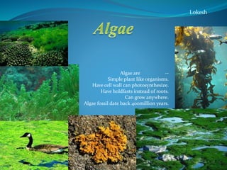 Algae are --
Simple plant like organisms.
Have cell wall can photosynthesize.
Have holdfasts instead of roots.
Can grow anywhere.
Algae fossil date back 400million years.
•
Lokesh
 