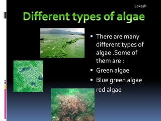  There are many
different types of
algae .Some of
them are :
 Green algae
 Blue green algae
 red algae
Lokesh
 