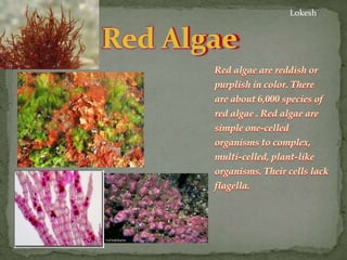 Red algae are reddish or
purplish in color. There
are about 6,000 species of
red algae . Red algae are
simple one-celled
o...