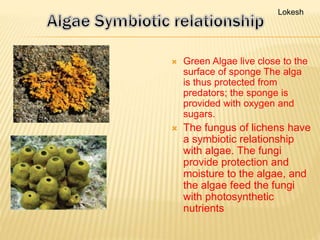  Green Algae live close to the
surface of sponge The alga
is thus protected from
predators; the sponge is
provided with o...