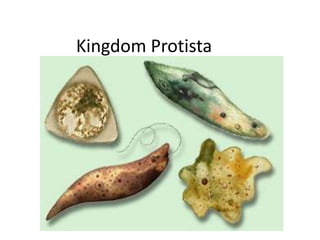Kingdom Protista
 