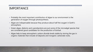IMPORTANCE
• Probably the most important contribution of algae to our environment is the
generation of oxygen through photosynthesis.
• Algae are indispensable because they produce about half the oxygen in Earth's
atmosphere.
• Green algae, diatoms and cyanobacteria are just some of the microalgal species that
are considered good candidates for the production of biofuel.
• Algae help to keep atmospheric carbon dioxide levels stable by storing the gas in
organic materials that include oil deposits and inorganic carbonate rocks.
 