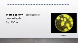 Motile colony:- Individual cells
possess flagella.
E.g.- Volvox
Volvox
 