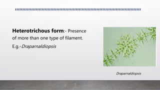 Siphonous form:- Elongated
thallus without septation.
Multinucleate
E.g.- Vaucheria
Vaucheria
 