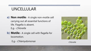 MULTICELLULAR
Colony is formed by aggregation of
individual cells.
Non motile colony:- Individual cell
in the colony lacks...