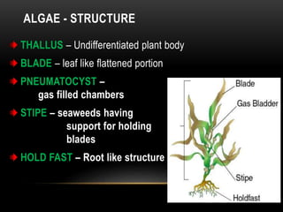 ALGAE - STRUCTURE
THALLUS – Undifferentiated plant body
BLADE – leaf like flattened portion
PNEUMATOCYST –
gas filled cham...