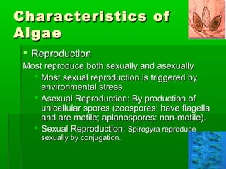 Characteristics ofCharacteristics of
AlgaeAlgae
 ReproductionReproduction
Most reproduce both sexually and asexuallyMost reproduce both sexually and asexually
 Most sexual reproduction is triggered byMost sexual reproduction is triggered by
environmental stressenvironmental stress
 Asexual Reproduction: By production ofAsexual Reproduction: By production of
unicellular spores (zoospores: have flagellaunicellular spores (zoospores: have flagella
and are motile; aplanospores: non-motile).and are motile; aplanospores: non-motile).
 Sexual Reproduction:Sexual Reproduction: Spirogyra reproduceSpirogyra reproduce
sexually by conjugation.sexually by conjugation.
 