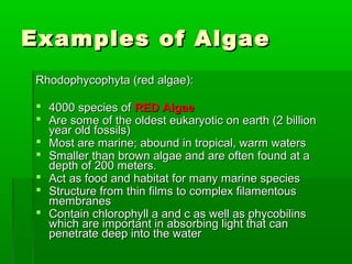 Examples of AlgaeExamples of Algae
Rhodophycophyta (red algae):Rhodophycophyta (red algae):
 4000 species of4000 species of RED AlgaeRED Algae
 Are some of the oldest eukaryotic on earth (2 billionAre some of the oldest eukaryotic on earth (2 billion
year old fossils)year old fossils)
 Most are marine; abound in tropical, warm watersMost are marine; abound in tropical, warm waters
 Smaller than brown algae and are often found at aSmaller than brown algae and are often found at a
depth of 200 meters.depth of 200 meters.
 Act as food and habitat for many marine speciesAct as food and habitat for many marine species
 Structure from thin films to complex filamentousStructure from thin films to complex filamentous
membranesmembranes
 Contain chlorophyll a and c as well as phycobilinsContain chlorophyll a and c as well as phycobilins
which are important in absorbing light that canwhich are important in absorbing light that can
penetrate deep into the waterpenetrate deep into the water
 