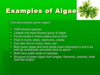 Examples of AlgaeExamples of Algae
Chlorophycophyta (green algae):Chlorophycophyta (green algae):
 7000 diverse species7000 diverse species
 Largest and most diverse group of algaeLargest and most diverse group of algae
 Found mostly in fresh waters and on landFound mostly in fresh waters and on land
 Float in rivers, lakes, reservoirs, creeksFloat in rivers, lakes, reservoirs, creeks
 Can also live on rocks, trees, soilCan also live on rocks, trees, soil
 Both green algae and land plants have chlorophyll a and b asBoth green algae and land plants have chlorophyll a and b as
well as carotenoids and store food as starchwell as carotenoids and store food as starch
 Both have walls made of celluloseBoth have walls made of cellulose
 Structure of green algae from singles, filaments, colonies, thalliStructure of green algae from singles, filaments, colonies, thalli
(leaf like shape)(leaf like shape)
 