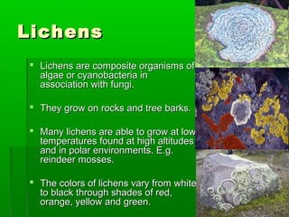 LichensLichens
 Lichens are composite organisms ofLichens are composite organisms of
algae or cyanobacteria inalgae or cyanobacteria in
association with fungi.association with fungi.
 They grow on rocks and tree barks.They grow on rocks and tree barks.
 Many lichens are able to grow at lowMany lichens are able to grow at low
temperatures found at high altitudestemperatures found at high altitudes
and in polar environments. E.g.and in polar environments. E.g.
reindeer mosses.reindeer mosses.
 The colors of lichens vary from whiteThe colors of lichens vary from white
to black through shades of red,to black through shades of red,
orange, yellow and green.orange, yellow and green.
 