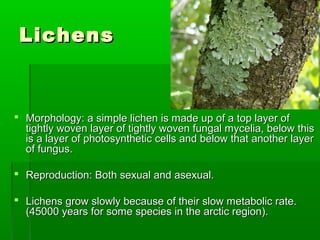 LichensLichens
 Morphology: a simple lichen is made up of a top layer ofMorphology: a simple lichen is made up of a top layer of
tightly woven layer of tightly woven fungal mycelia, below thistightly woven layer of tightly woven fungal mycelia, below this
is a layer of photosynthetic cells and below that another layeris a layer of photosynthetic cells and below that another layer
of fungus.of fungus.
 Reproduction: Both sexual and asexual.Reproduction: Both sexual and asexual.
 Lichens grow slowly because of their slow metabolic rate.Lichens grow slowly because of their slow metabolic rate.
(45000 years for some species in the arctic region).(45000 years for some species in the arctic region).
 