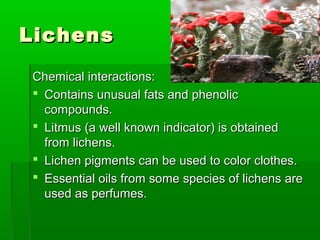 LichensLichens
Chemical interactions:Chemical interactions:
 Contains unusual fats and phenolicContains unusual fats and phenolic
compounds.compounds.
 Litmus (a well known indicator) is obtainedLitmus (a well known indicator) is obtained
from lichens.from lichens.
 Lichen pigments can be used to color clothes.Lichen pigments can be used to color clothes.
 Essential oils from some species of lichens areEssential oils from some species of lichens are
used as perfumes.used as perfumes.
 