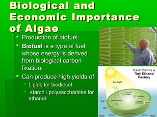 Biological andBiological and
Economic ImportanceEconomic Importance
of Algaeof Algae
 Production of biofuel:Production of biofuel:
 BiofuelBiofuel is a type of fuelis a type of fuel
whose energy is derivedwhose energy is derived
from biological carbonfrom biological carbon
fixation.fixation.
 Can produce high yields ofCan produce high yields of
 Lipids for biodieselLipids for biodiesel
 starch / polysaccharides forstarch / polysaccharides for
ethanolethanol
 