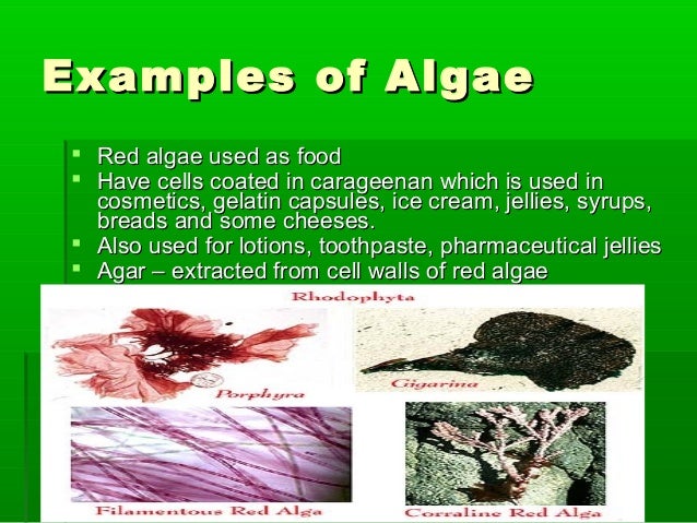 Algae