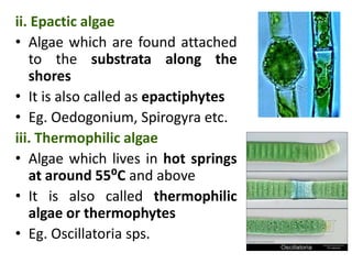 ii. Epactic algae
• Algae which are found attached
to the substrata along the
shores
• It is also called as epactiphytes
• Eg. Oedogonium, Spirogyra etc.
iii. Thermophilic algae
• Algae which lives in hot springs
at around 55⁰C and above
• It is also called thermophilic
algae or thermophytes
• Eg. Oscillatoria sps.
 