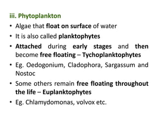 iii. Phytoplankton
• Algae that float on surface of water
• It is also called planktophytes
• Attached during early stages and then
become free floating – Tychoplanktophytes
• Eg. Oedogonium, Cladophora, Sargassum and
Nostoc
• Some others remain free floating throughout
the life – Euplanktophytes
• Eg. Chlamydomonas, volvox etc.
 