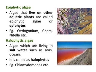 Epiphytic algae
• Algae that live on other
aquatic plants are called
epiphytic algae or
epiphytes
• Eg. Oedogonium, Chara,
Nitella etc.
Halophytic algae
• Algae which are living in
salt water such as seas,
oceans
• It is called as halophytes
• Eg. Chlamydomonas etc.
 