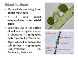 Edaphic algae
• Algae which are living in or
on the moist soils
• It is also called
edaphophytes or terrestrial
algae
• Some sps. live in the suface
of soil where organic matter
is abundant – saprophytes
epiterranean. Eg. Vaucheria
• Algae which live bolow the
soil surface – cryptophytes
[subterranean]. Eg.
Anabaena, Nostoc etc.
 
