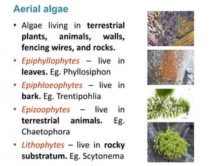 Aerial algae
• Algae living in terrestrial
plants, animals, walls,
fencing wires, and rocks.
• Epiphyllophytes – live in
leaves. Eg. Phyllosiphon
• Epiphloeophytes – live in
bark. Eg. Trentipohlia
• Epizoophytes – live in
terrestrial animals. Eg.
Chaetophora
• Lithophytes – live in rocky
substratum. Eg. Scytonema
 