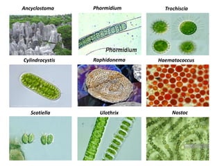 Ancyclostoma TrochisciaPhormidium
Cylindrocystis Raphidonema Haematococcus
Scotiella Ulothrix Nostoc
 