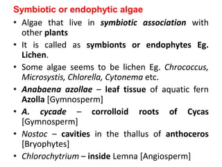 Symbiotic or endophytic algae
• Algae that live in symbiotic association with
other plants
• It is called as symbionts or endophytes Eg.
Lichen.
• Some algae seems to be lichen Eg. Chrococcus,
Microsystis, Chlorella, Cytonema etc.
• Anabaena azollae – leaf tissue of aquatic fern
Azolla [Gymnosperm]
• A. cycade – corrolloid roots of Cycas
[Gymnosperm]
• Nostoc – cavities in the thallus of anthoceros
[Bryophytes]
• Chlorochytrium – inside Lemna [Angiosperm]
 