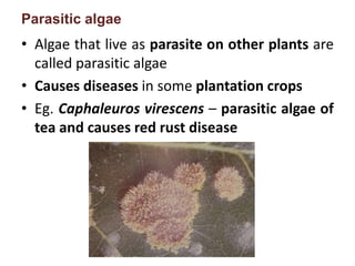 Parasitic algae
• Algae that live as parasite on other plants are
called parasitic algae
• Causes diseases in some plantation crops
• Eg. Caphaleuros virescens – parasitic algae of
tea and causes red rust disease
 