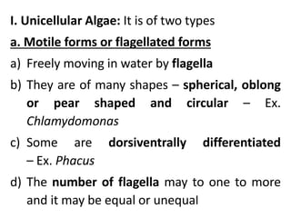 I. Unicellular Algae: It is of two types
a. Motile forms or flagellated forms
a) Freely moving in water by flagella
b) They are of many shapes – spherical, oblong
or pear shaped and circular – Ex.
Chlamydomonas
c) Some are dorsiventrally differentiated
– Ex. Phacus
d) The number of flagella may to one to more
and it may be equal or unequal
 