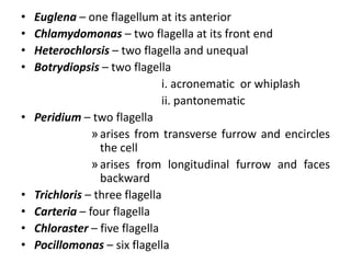 • Euglena – one flagellum at its anterior
• Chlamydomonas – two flagella at its front end
• Heterochlorsis – two flagella and unequal
• Botrydiopsis – two flagella
i. acronematic or whiplash
ii. pantonematic
• Peridium – two flagella
»arises from transverse furrow and encircles
the cell
»arises from longitudinal furrow and faces
backward
• Trichloris – three flagella
• Carteria – four flagella
• Chloraster – five flagella
• Pocillomonas – six flagella
 