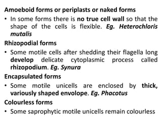 Amoeboid forms or periplasts or naked forms
• In some forms there is no true cell wall so that the
shape of the cells is flexible. Eg. Heterochloris
mutalis
Rhizopodial forms
• Some motile cells after shedding their flagella long
develop delicate cytoplasmic process called
rhizopodium. Eg. Synura
Encapsulated forms
• Some motile unicells are enclosed by thick,
variously shaped envolope. Eg. Phacotus
Colourless forms
• Some saprophytic motile unicells remain colourless
 