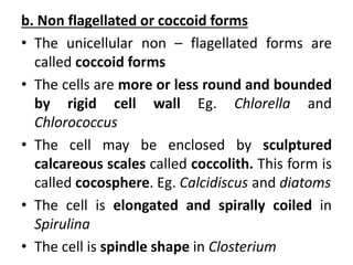 b. Non flagellated or coccoid forms
• The unicellular non – flagellated forms are
called coccoid forms
• The cells are more or less round and bounded
by rigid cell wall Eg. Chlorella and
Chlorococcus
• The cell may be enclosed by sculptured
calcareous scales called coccolith. This form is
called cocosphere. Eg. Calcidiscus and diatoms
• The cell is elongated and spirally coiled in
Spirulina
• The cell is spindle shape in Closterium
 