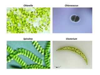Chlorella Chlorococcus
Spirulina Closterium
 