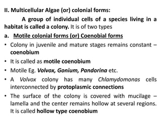 II. Multicellular Algae (or) colonial forms:
A group of individual cells of a species living in a
habitat is called a colony. It is of two types
a. Motile colonial forms (or) Coenobial forms
• Colony in juvenile and mature stages remains constant –
coenobium
• It is called as motile coenobium
• Motile Eg. Volvox, Gonium, Pandorina etc.
• A Volvox colony has many Chlamydomonas cells
interconnected by protoplasmic connections
• The surface of the colony is covered with mucilage –
lamella and the center remains hollow at several regions.
It is called hollow type coenobium
 
