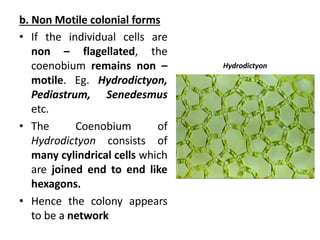 b. Non Motile colonial forms
• If the individual cells are
non – flagellated, the
coenobium remains non –
motile. Eg. Hydrodictyon,
Pediastrum, Senedesmus
etc.
• The Coenobium of
Hydrodictyon consists of
many cylindrical cells which
are joined end to end like
hexagons.
• Hence the colony appears
to be a network
Hydrodictyon
 