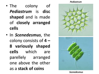 • The colony of
Pediastrum is disc
shaped and is made
of closely arranged
cells
• In Scenedesmus, the
colony consists of 4 –
8 variously shaped
cells which are
parellely arranged
one above the other
as a stack of coins
Pediastrum
Scenedesmus
 
