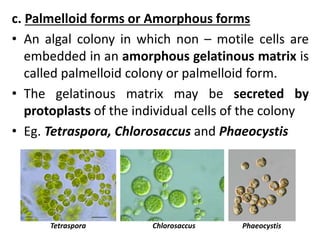 c. Palmelloid forms or Amorphous forms
• An algal colony in which non – motile cells are
embedded in an amorphous gelatinous matrix is
called palmelloid colony or palmelloid form.
• The gelatinous matrix may be secreted by
protoplasts of the individual cells of the colony
• Eg. Tetraspora, Chlorosaccus and Phaeocystis
Tetraspora Chlorosaccus Phaeocystis
 