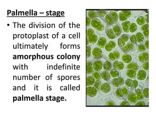 Palmella – stage
• The division of the
protoplast of a cell
ultimately forms
amorphous colony
with indefinite
number of spores
and it is called
palmella stage.
 