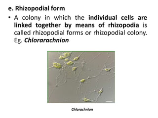 e. Rhizopodial form
• A colony in which the individual cells are
linked together by means of rhizopodia is
called rhizopodial forms or rhizopodial colony.
Eg. Chlorarachnion
Chlorachnion
 